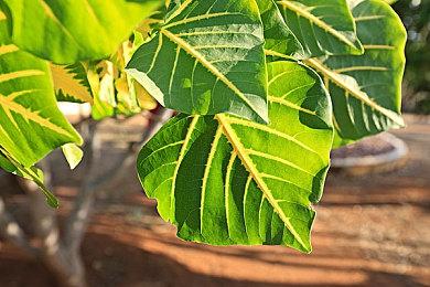 《战地6》热度空前！B测还没开Steam在线接近万人